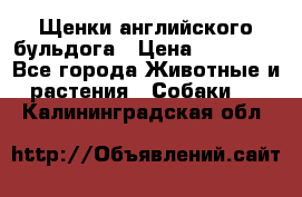 Щенки английского бульдога › Цена ­ 40 000 - Все города Животные и растения » Собаки   . Калининградская обл.